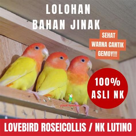 Harga Lovebird Lolohan