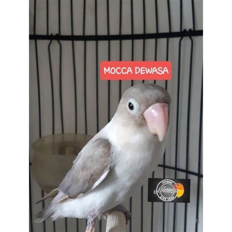 Harga Lovebird Mocca
