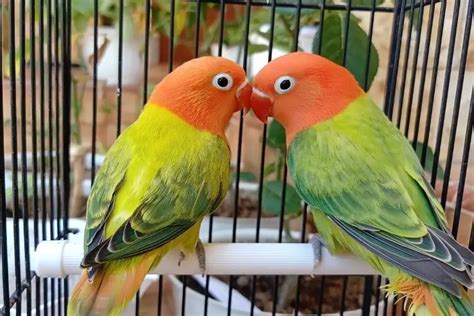 Harga Lovebird Palamas: Mengenal Lebih Dekat dengan Lovebird Palamas