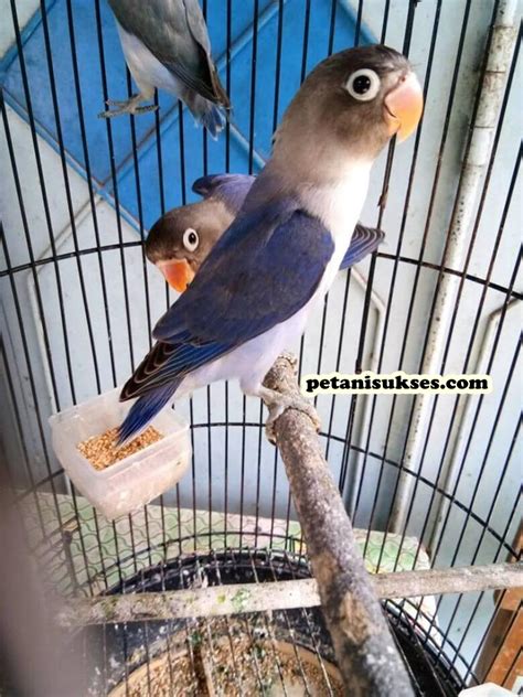 Harga Lovebird Slaty