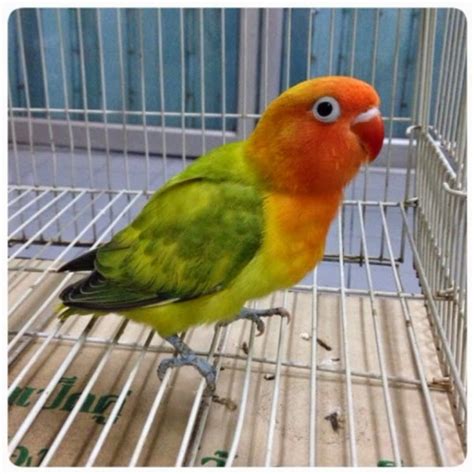 Harga Lovebird Spangle