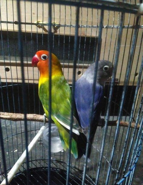 Harga Lovebird Spangle Green
