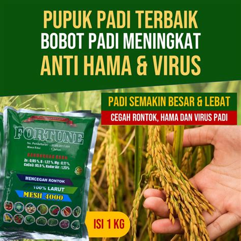 Harga Macan Akar - Terbaik dan Termurah di Indonesia