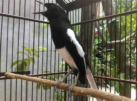 Harga Manuk Kacer – Ini Yaitu Harga Yang Wajib Anda Ketahui!