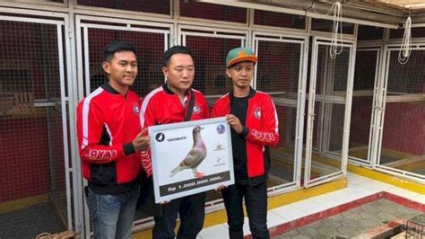 Harga Merpati Jayabaya