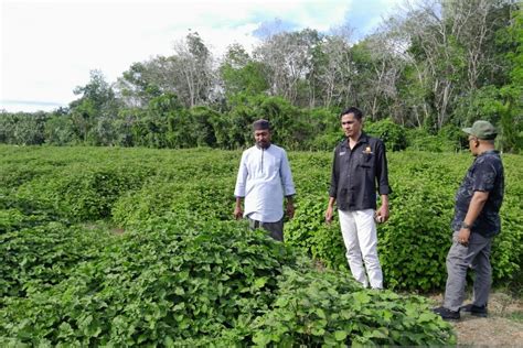 Harga Minyak Nilam di Indonesia