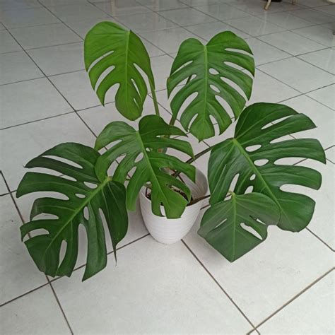 Harga Monstera Asli