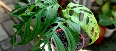 Harga Monstera Termahal