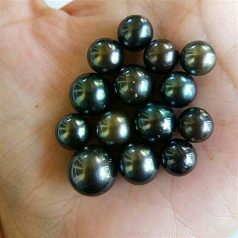 Harga Mutiara Hitam Per Butir