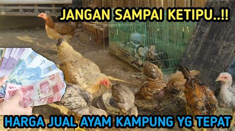 Harga Pasaran Ayam