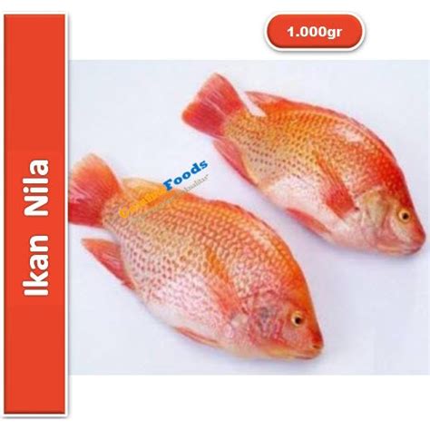 Harga Perkilo Ikan Nila