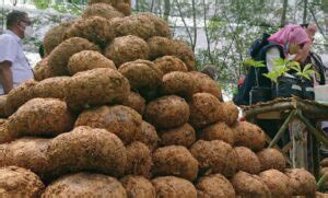 Harga Porang Basah Perkilo 2022