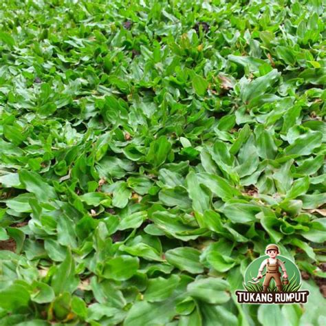 Harga Rumput Gajah Mini