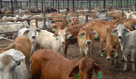 Harga Sapi 2021: Beragam Harga yang Menarik