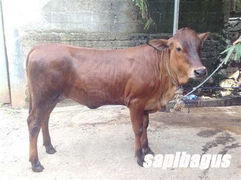 Harga Sapi Anakan Limousin