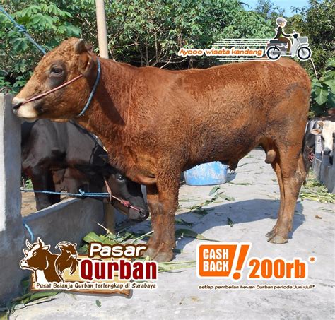 Harga Sapi Bakalan 2021