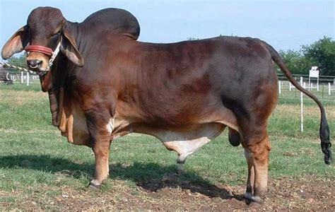 Harga Sapi Brahman