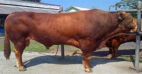 Harga Sapi Limosin Anakan