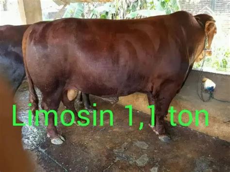 Harga Sapi Limosin Besar