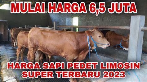 Harga Sapi Limousin Terbaru