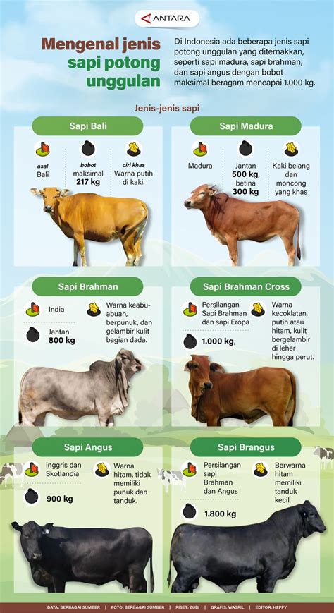 Harga Sapi Potong 2021