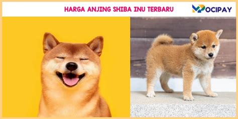 Harga Shiba Inu di Indonesia