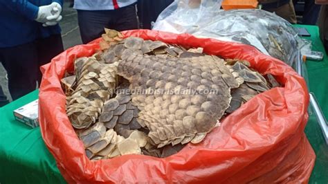 Harga Sisik Trenggiling