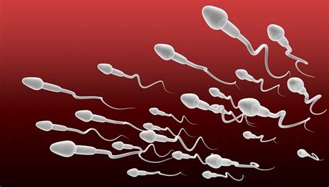Harga Sperma Manusia: Apa yang Harus Diketahui?
