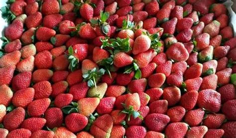 Harga Strawberry 1 Kg 2021