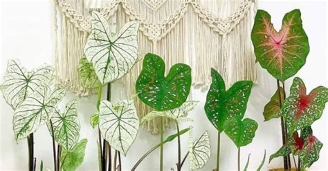 Harga Tanaman Yang Mahal