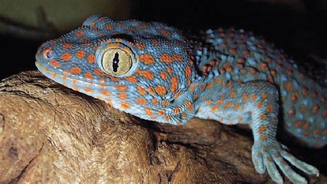 Harga Tokek Paling Mahal