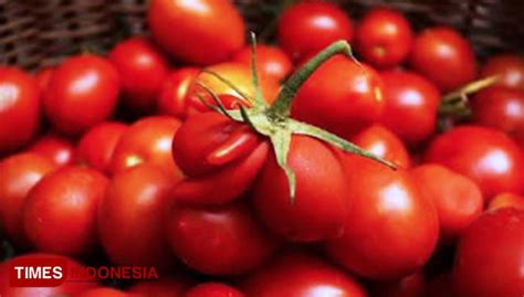 Harga Tomat di Indonesia