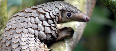 Harga Trenggiling Hidup