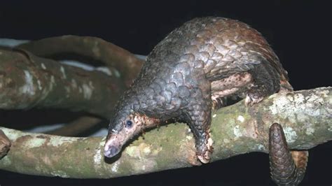 Harga Trenggiling Per Ekor