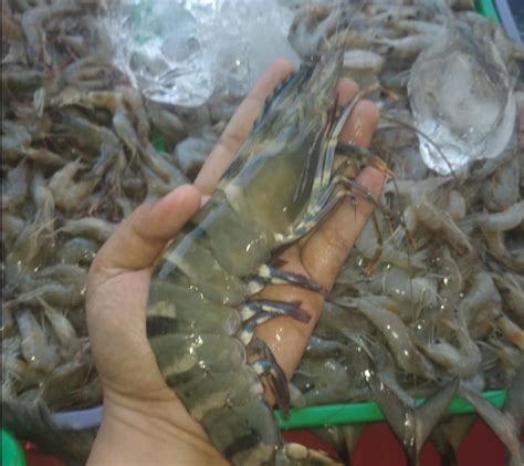 Harga Udang Besar yang Wajar