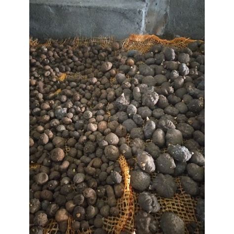 Harga Umbi Porang Perkilo