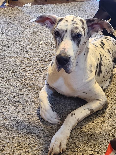 Harley Quinn Great Dane: A Unique And Lovable Breed