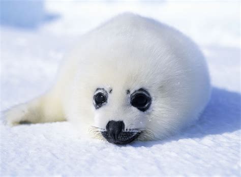 Harp Seal