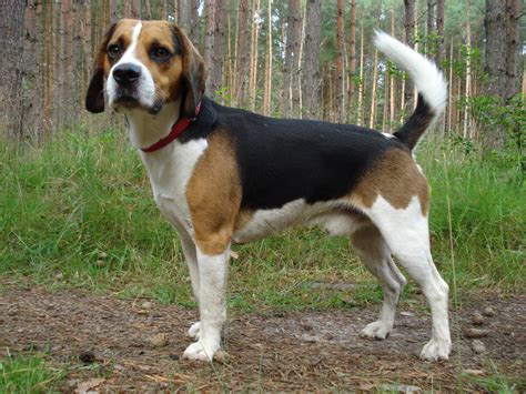 Harrier Large Beagle Breed: A Unique And Lovable Dog