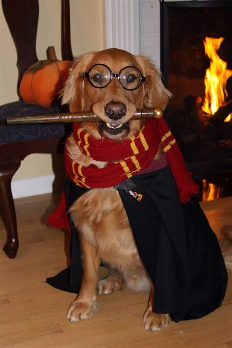 Harry Potter Halloween Dog Costume Diy dog costumes, Dog halloween