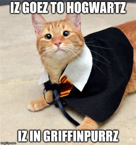 Harry Potter Cat Memes Clean