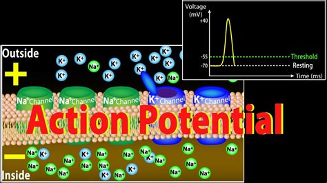 Experience the Excitement: Harvard's Action Potential Animation Explained