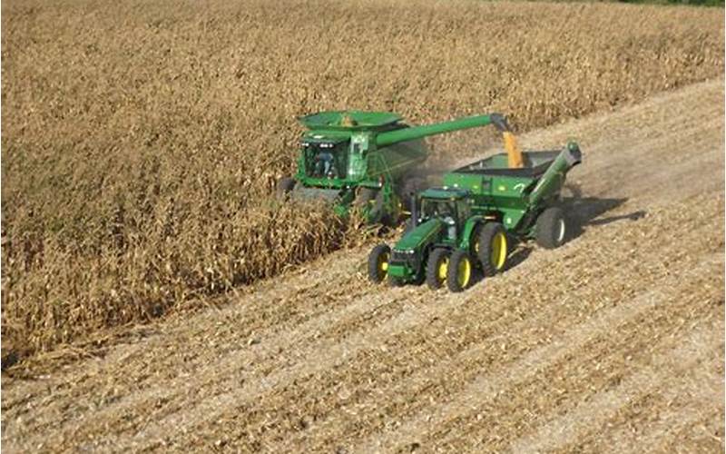 Harvesting Corn