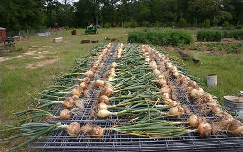 Harvesting Onion