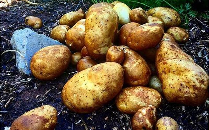 Harvesting Yukon Gold Potatoes