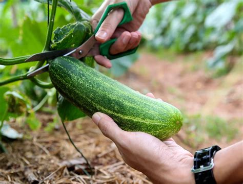 Harvesting Cucumbers in Florida