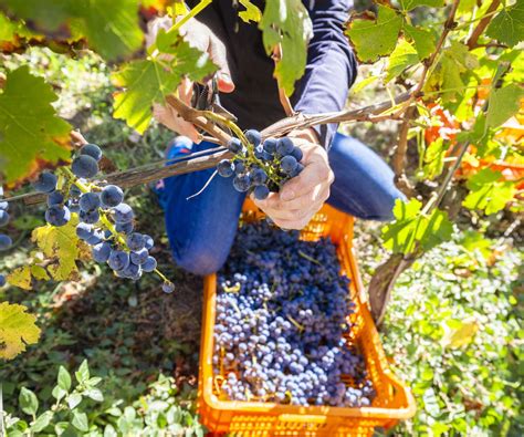 Harvesting Grapes