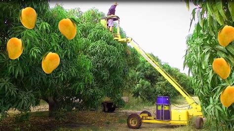 Harvesting Mango Leaves on Your Own