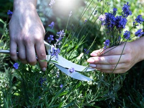 Harvesting and Using Lavender from your Florida Garden
