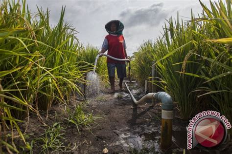 Hasil Pertanian Myanmar